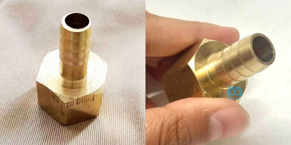 Đuôi chuột đồng minh hòa